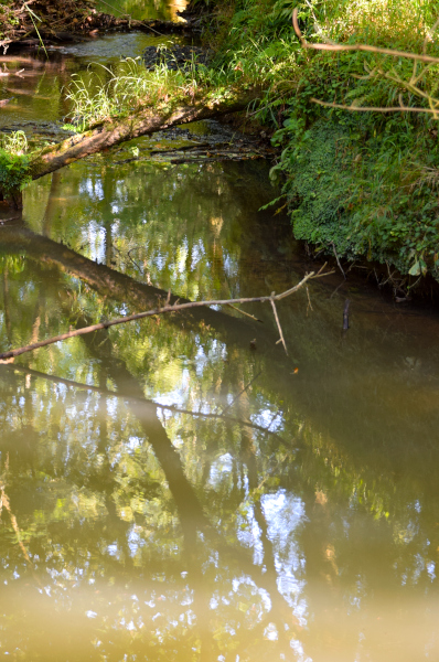 reflets d arbres0116